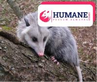 Humane Possum Removal Newcastle image 6